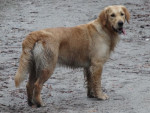 Vlinder januari 2014